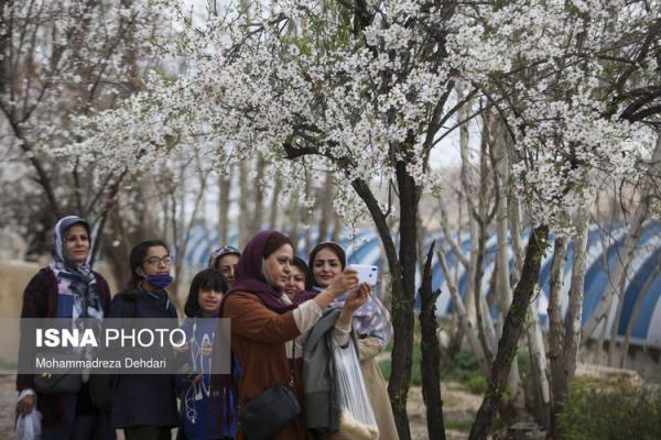 (تصاویر) رویش زودهنگام شکوفه ها در شیراز