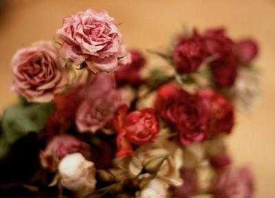 نحوه کاشت و نگهداری گل رز در باغچه و گلدان
