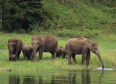 تست کرونا از فیل ها در هند