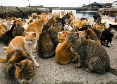 آئوشیما ؛ جزیره ای که تعداد گربه هایش بیشتر از آدم ها است
