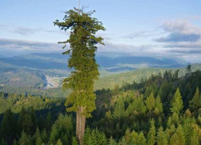 بلندترین درخت دنیا کجاست و چند متر دارد؟